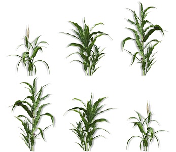 Modern corn stalk crop corn crop plant corn field corn crop seedling plant 3d model