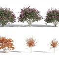 Various Types Of Garden Shrubs With Pink Flowers And Orange Leaves