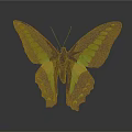Brown Butterfly With Turquoise Green Spots And White Wing Areas On Gray Background With Reflection
