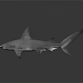 3D Rendered Realistic Hammerhead Shark With Unique Head Structure On Dark Reflective Surface