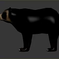 Realistic Black Bear With Brown Face And Chest Standing On Gray Gradient Background 3d model