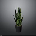 Sansevieria Plant with Green and Yellow Striped Leaves in Black Pot against Gray Background