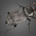 Modern Beetle 3d model