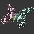 Black And White Spotted Butterfly With Red Accents Open Wings On Dark Background