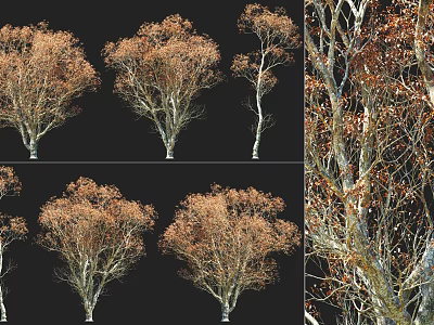 Deciduous Arbor With Brown Foliage Branch Structures And Trunk Details In Multiple Angles 3d model