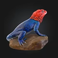 Vibrant Reptile Lizard With Red Head And Blue Body Standing On Rock Against Black Background