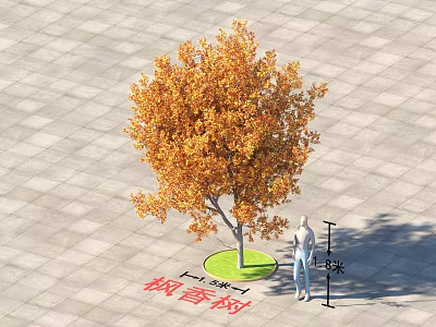 Liquidambar Tree With Orange Yellow Leaves Grass Lawn 3 Meters Tall Human Figure For Scale 3d model