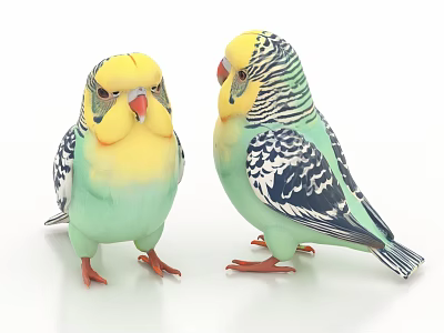 Two Colorful Pet Parrots With Yellow Green Feathers And Striped Plumage Standing On White Background 3d model