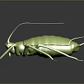 Realistic Green Cricket 3D Model With Glossy Surface Long Antennae And Reflective Dark Background