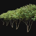 Two Acer Ginnala Trees 2.6 to 3.3 Meters Tall with Lush Green Foliage