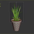Decorative Green Potted Plant With Long Leaves In Checkered Pattern Pot