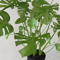 Lush Green Monstera Potted Plant in Black Pot on Wooden Stool with White Background