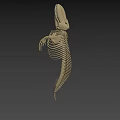 Detailed Marine Animal Skeleton With Vertebrae Ribs And Skull Structure