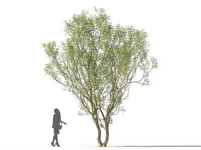 Tall Arbor Tree with Green Foliage and Branches Beside Human Silhouette on White Background 3d model