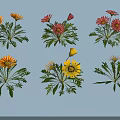 Colorful Garden Flowers With Yellow Red Petals And Green Leaves