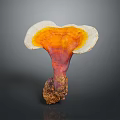 Natural Ganoderma Mushroom With Orange Red White Fan Shaped Cap And Brown Base