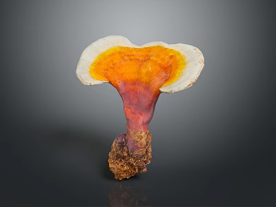 Natural Ganoderma Mushroom With Orange Red White Fan Shaped Cap And Brown Base 3d model