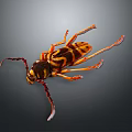 Close Up View Of Colorful Beetle With Long Antennae And Striped Body On Dark Background