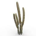 Slender Green Tall Plants With Multiple Upright Stems And Spike Like Tops