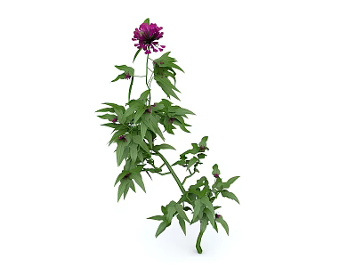 Vibrant Green Leaf Plant Featuring a Striking Purple Flower and Lush Foliage 3d model