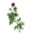 Vibrant Green Leaf Plant Featuring a Striking Purple Flower and Lush Foliage