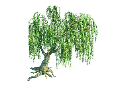 Weeping Willow Tree With Green Drooping Leaves Thick Trunk And Exposed Roots 3d model