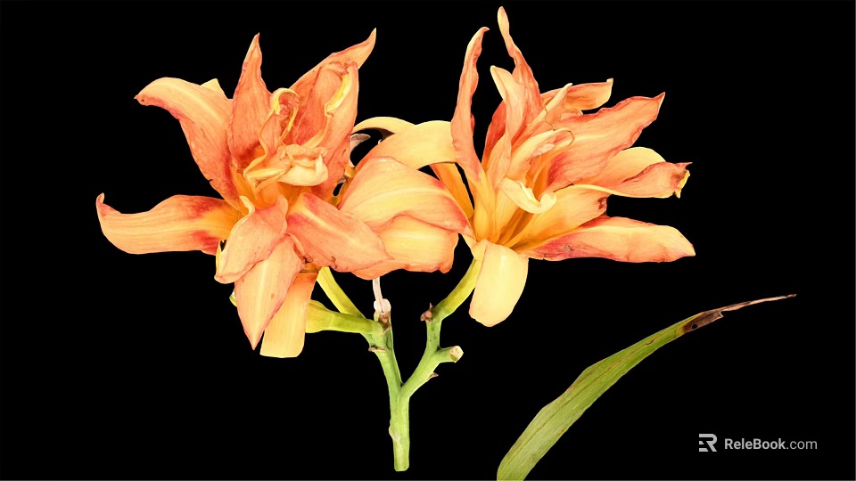 Orange Yellow Lilies In Vase With Green Stems And Leaves On Black Background 3d model 