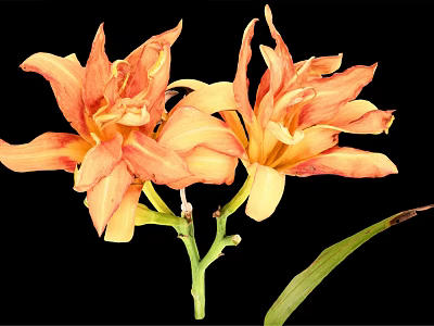 Orange Yellow Lilies In Vase With Green Stems And Leaves On Black Background 3d model