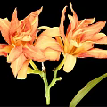Orange Yellow Lilies In Vase With Green Stems And Leaves On Black Background