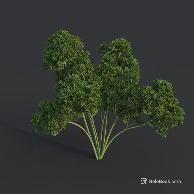 Fresh Green Parsley Bunch with Leafy Sprigs and Vibrant Foliage on Dark Background 3d model 