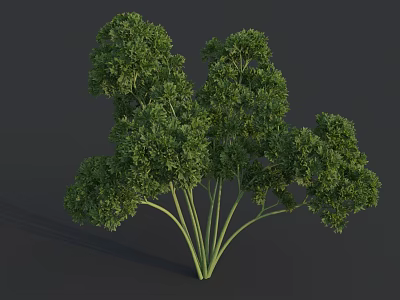 Fresh Green Parsley Bunch with Leafy Sprigs and Vibrant Foliage on Dark Background 3d model