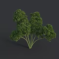 Fresh Green Parsley Bunch with Leafy Sprigs and Vibrant Foliage on Dark Background