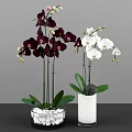 Elegant Colorful Orchids Arrangement in Transparent and White Vases with Green Leaves
