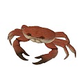 Animated crab crustaceans swimming crab green crab Chinese mitten crab river crab hairy crab water crab 2014198351 3d model