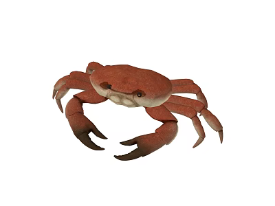 Vibrant Red Crab Aquatic Animal with Sharp Claws and Hard Shell 3d model