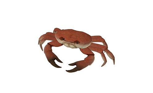 Animated crab crustaceans swimming crab green crab Chinese mitten crab river crab hairy crab water crab 2014198351 3d model