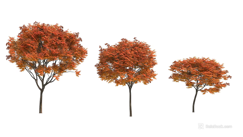 Three Trees With Orange Red Leaves And Slender Trunks On White Background 3d model