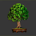 Lush Green Bonsai Tree with Dense Canopy Brown Trunk and Exposed Roots in Orange Pot