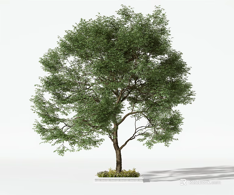 Tall Arbor With Lush Green Foliage And Thick Trunk On White Background 3d model 