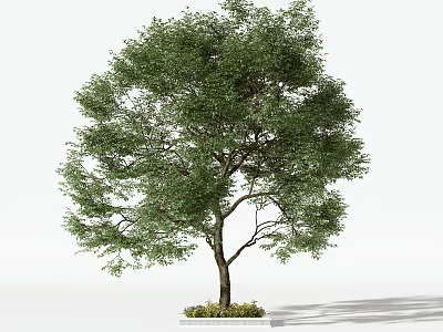 Tall Arbor With Lush Green Foliage And Thick Trunk On White Background 3d model
