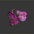 Vibrant Pink Orchid Blooms With Delicate Buds On Dark Background Reflection 3d model