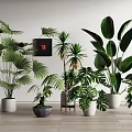 Tropical Green Potted Plants With Large Leaves In Different Ceramic Pots For Indoor Decor