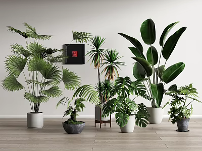 Tropical Green Potted Plants With Large Leaves In Different Ceramic Pots For Indoor Decor 3d model