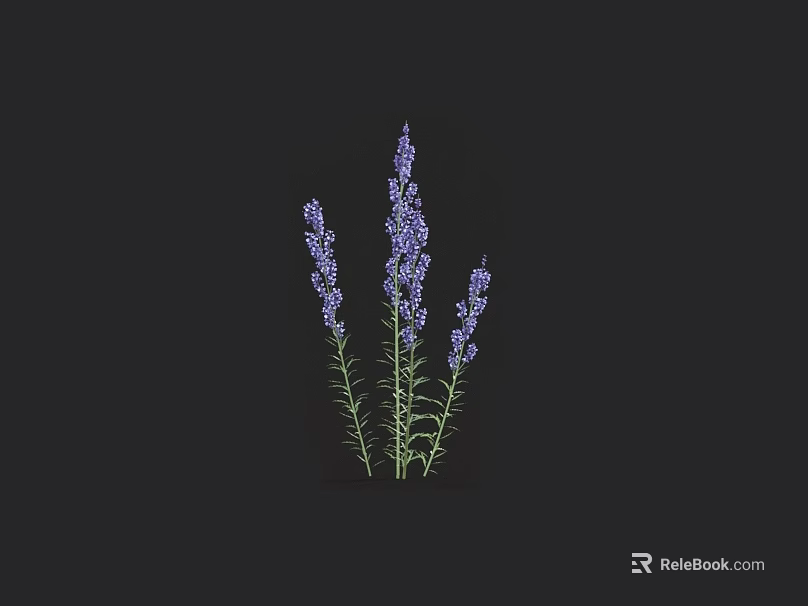Several Purple Lavender Plants With Fresh Blooms On Black Background 3d model 