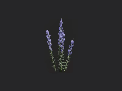 Several Purple Lavender Plants With Fresh Blooms On Black Background 3d model