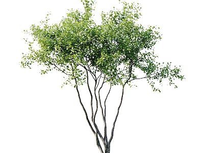 Lush Green Arbor With Multiple Branches And Fresh Green Leaves 3d model