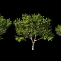 apple tree fruit tree apple orchard 3d model