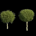 Various Arbor Tree Varieties Featuring Rounded Canopies And Lush Green Foliage 3d model