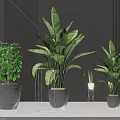Potted Bonsai Plants With Green Leaves Various Sizes Modern Pots Dark Background Indoor Decor