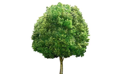 Plant HD Green Plant Tree 3d model